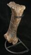 Sauropod (Diplodocus) Metatarsal - With Stand #10130-9